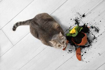 Cute cat and broken flower pot with primrose plant on floor, top view