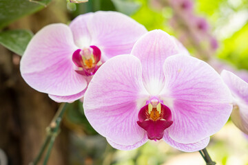 Naklejka na ściany i meble Big Pink streaked orchid flower in the garden.