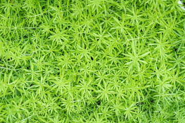 Naklejka na ściany i meble The green fresh gold moss sedum texture as background.