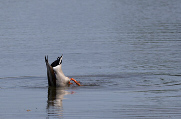 Mallard duck upside down in the water