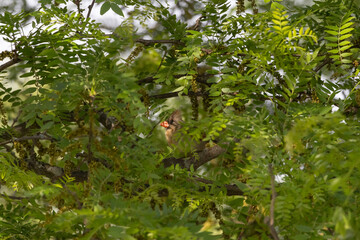 Female cardinal resting in a tree
