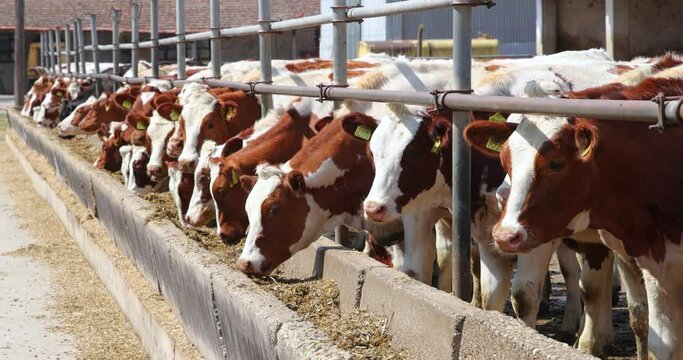 Dairy farm simmental cattle, feeding cows in farm