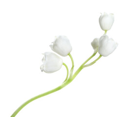 Beautiful lily of the valley flower on white background