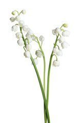 Fototapeta na wymiar Beautiful lily of the valley flowers on white background