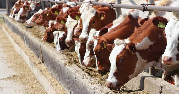 Dairy farm simmental cattle, feeding cows in farm