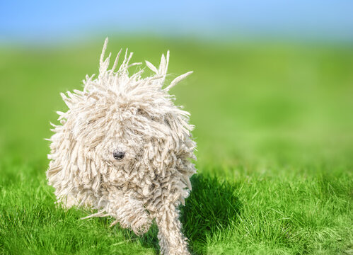 Cute Hungarian puli dog on green grass on the Carpathian mountains, Ukraine, Europe.