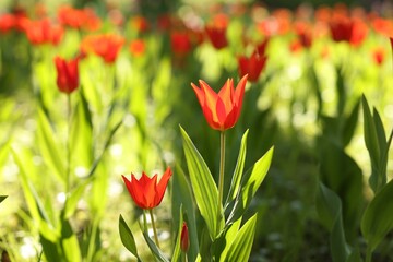 Obraz premium Beautiful red tulips growing outdoors on sunny day, closeup