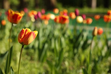 Beautiful bright tulips growing outdoors on sunny day. Space for text