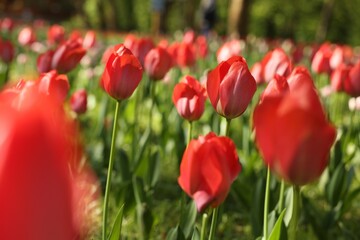 Beautiful red tulips growing outdoors on sunny day, closeup