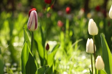 Fototapeta premium Beautiful white tulips growing outdoors on sunny day, closeup
