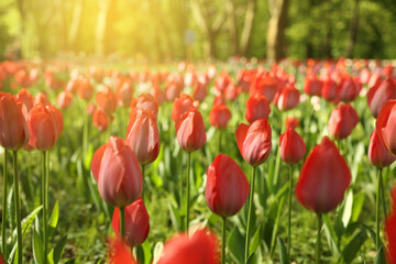 Beautiful red tulips growing outdoors on sunny day, closeup