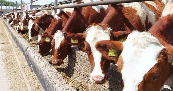 Dairy farm simmental cattle, feeding cows in farm