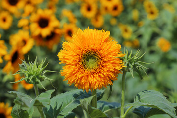 満開のひまわり畑