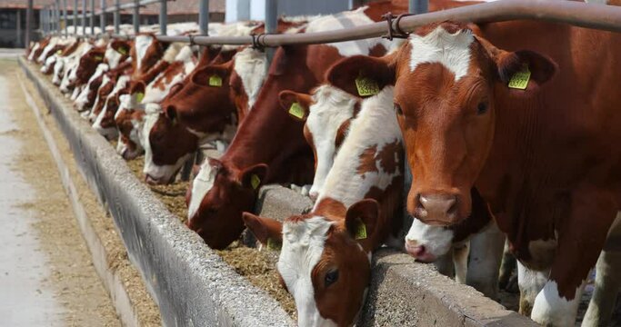 Dairy farm simmental cattle, feeding cows in farm