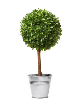 Beautiful artificial tree in flower pot isolated on white