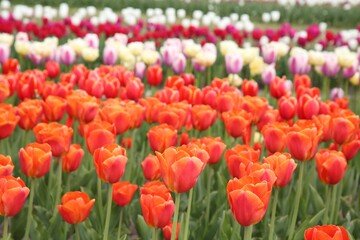 Beautiful colorful tulip flowers growing in field