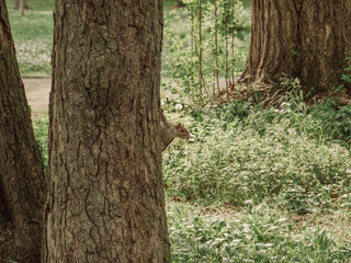 Curious squirrel peeking behind tree trunk