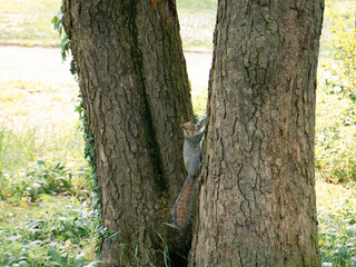 Squirrel in the park climb on a tree