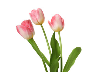 Fototapeta premium Beautiful pink tulip flowers isolated on white