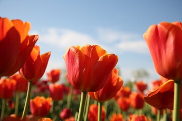 Naklejka premium Beautiful red tulip flowers growing in field on sunny day, closeup
