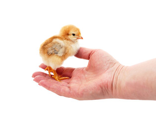 Little chick on hand.