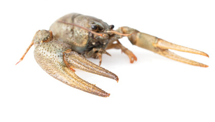 Crayfish isolated on white background