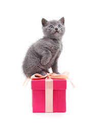 Gray kitten with a gift.