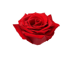 Beautiful fresh red rose isolated on white