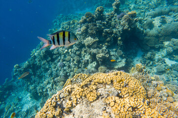 Fototapeta na wymiar Fishes in a coral reef under water of the Red Sea.