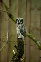 Portrait of baby northern hawk owl (Surnia ulula)