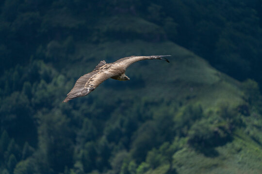 Griffon vulture of the basque country
