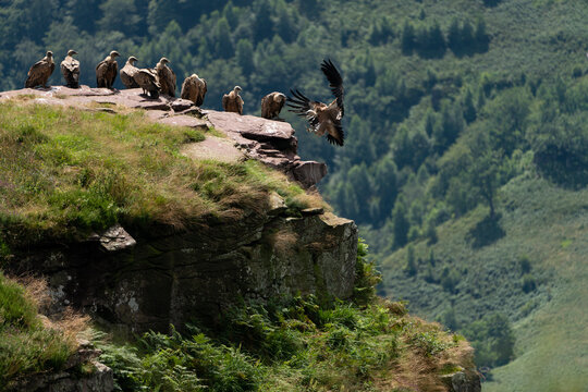 Brown Vultures In The Pyrenees Mountains