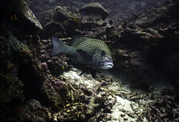 Tropical spotted fish swimming around coral rocky environment - i n southern Thailand