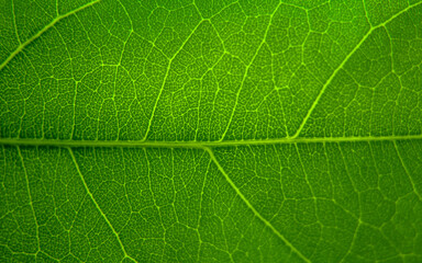 green leaf texture