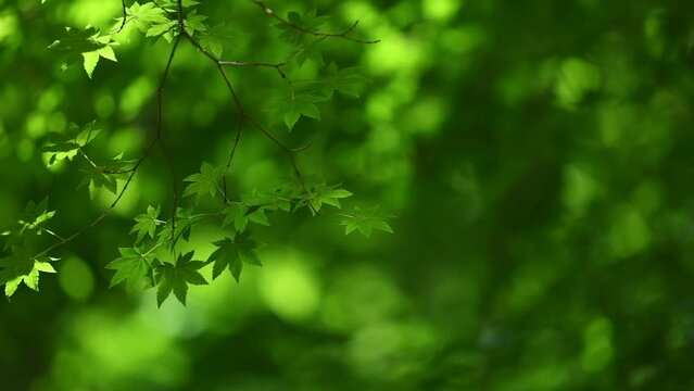 新緑　木漏れ日　スローモーション