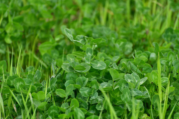 the Young clover leaves on the lawn