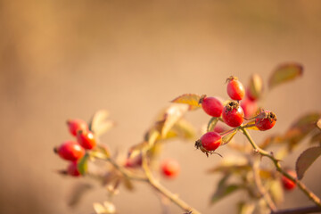 Rosehip close-up on the branches of a bush. Ripe rose hips grow in the garden.