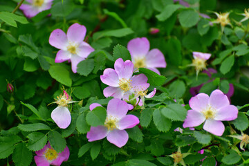 Pink flowers of a wild rose in spring