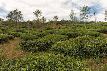 Fototapeta na wymiar tea plantation on the side of a hill