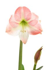 Pink Lilium Flover Isolated on White      