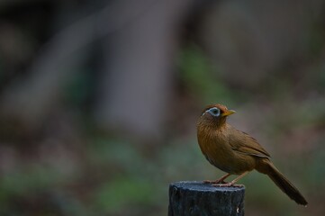 Chinese hwamei, wild bird walking and finding foods at park in Tokyo, Japan