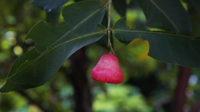 Rose apple on the tree. Close up. Sri Lanka.