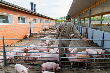 Aussen - Haltungsbuchten eines Schweinestalles der Haltungsstufe 4, der Landwirt macht seinen täglichen Kontrollgang.