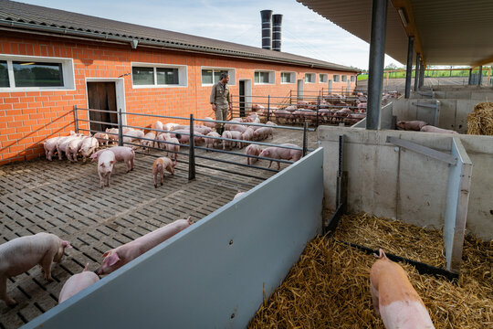 T&auml;glicher Kontrollgang der Schweine in Aussen - Buchten eines Schweinestalles, der Haltungsstufe 4, durch einen Landwirt.