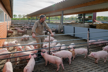 Junger Landwirt schaut nach seinen Schweinen, in den aussen Buchten seines Betriebes, dieser Betrieb hat die Haltungsstufe 4.
