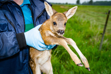 Rehkitzrettung - Jäger hebt ein Kitz aus den Gras mit Handschuhen auf, die durch Infrarot - Drohnen gesichtet wurden. © Countrypixel