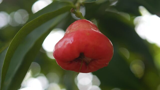Rose apple on the tree. Close up. Sri Lanka.