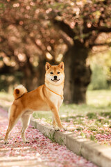 Shiba Inu on the background of blooming cherry blossoms
