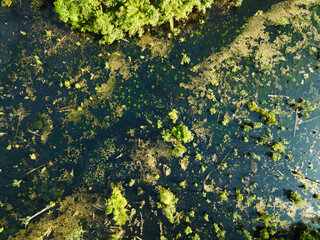 Aerial view top down Drone view over swamp or lake in sunrise or sunset time, Amazing nature view...