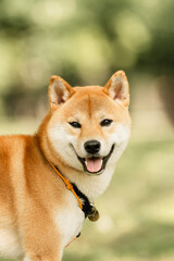 Cute shiba inu smiling looking at the camera in the park on a sunny summer day